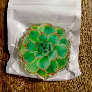 Succulent phone grip